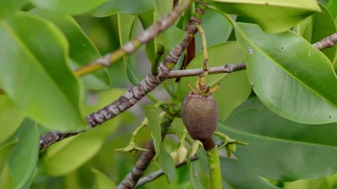 Mangrove Propagule Developing Among Green Leaves Stock-Footage 339754337