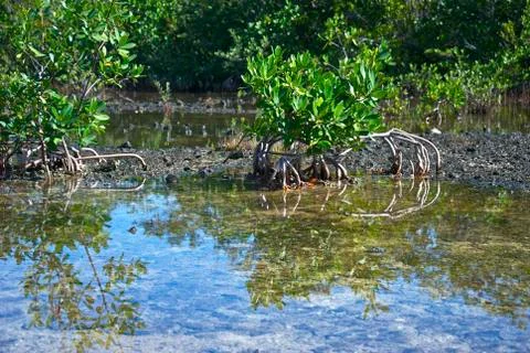 Mangrove Reflections Foto stock