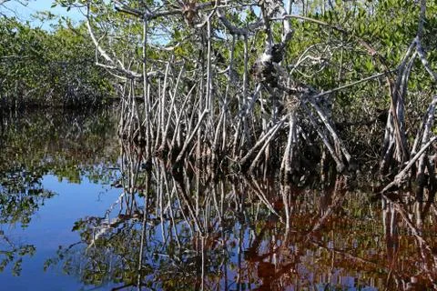Mangrove Reflections Stock Photos