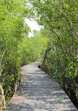 Mangrove reforestation Stock Photos