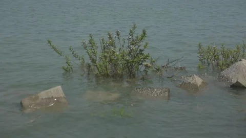 Mangrove river at high tide 스톡 동영상 333082743