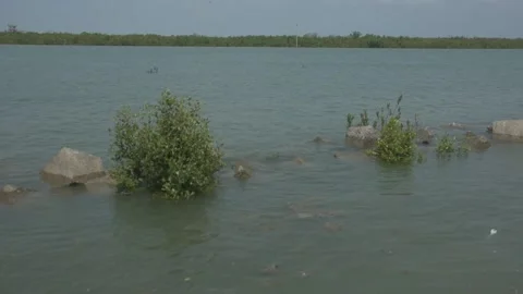 Mangrove river at high tide Vídeo Stock 333082813