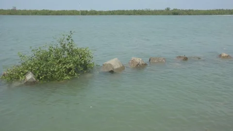 Mangrove river at high tide Vídeo Stock 333082827