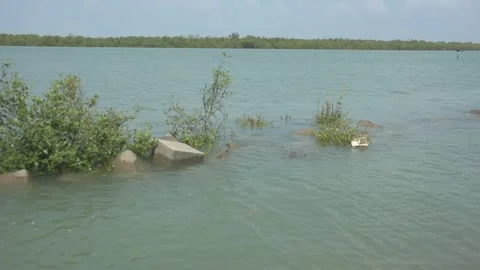Mangrove river at high tide Vídeo Stock 333082858