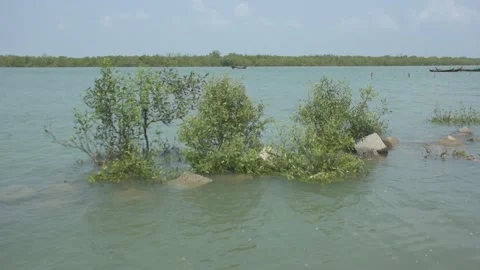 Mangrove river at high tide Vídeo Stock 333082863