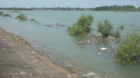 Mangrove river at high tide Stockbeeldmateriaal 333082883