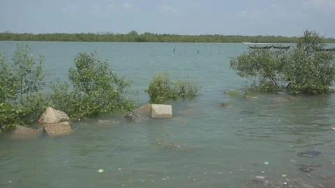 Mangrove river at high tide Vídeo Stock 333082914