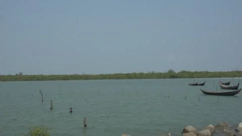Mangrove river at high tide Vídeos de archivo 333083004