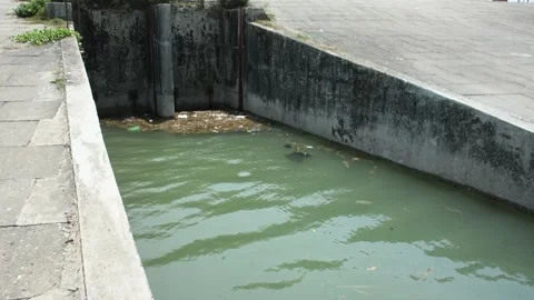 Mangrove river at high tide Stockbeeldmateriaal 333083174