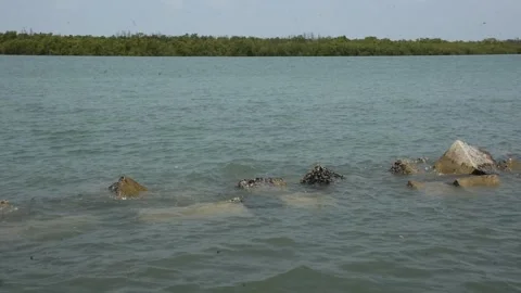Mangrove river at high tide Stock Footage 333083283