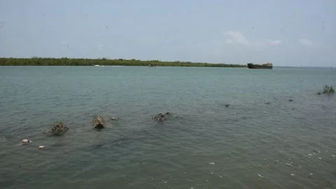 Mangrove river at high tide Vídeos de archivo 333083321