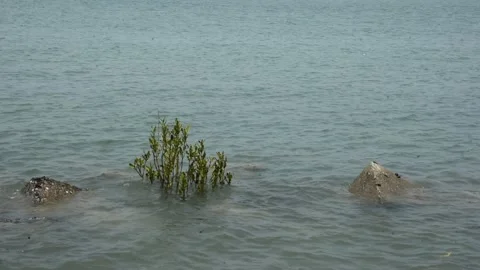 Mangrove river at high tide Stockbeeldmateriaal 333083352