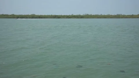 Mangrove river at high tide Vídeo Stock 333083904