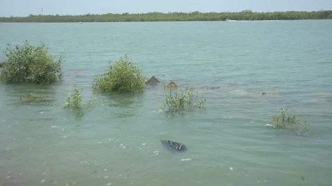 Mangrove river at high tide Vídeo Stock 333084106