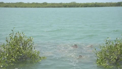 Mangrove river at high tide Vídeo Stock 333084221