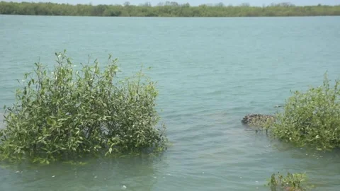 Mangrove river at high tide Vídeo Stock 333084222