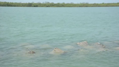 Mangrove river at high tide Vídeo Stock 333084290