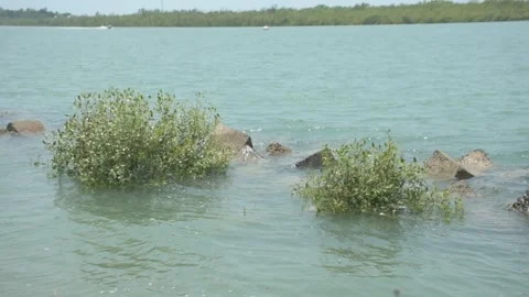 Mangrove river at high tide Stockbeeldmateriaal 333084293