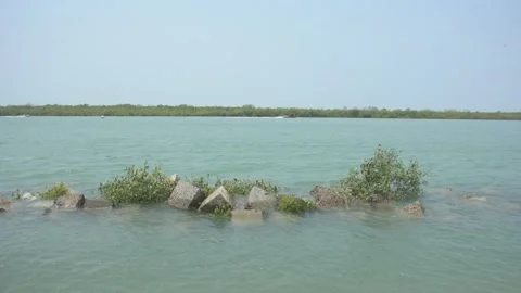 Mangrove river at high tide Vídeo Stock 333084334