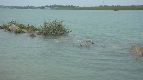 Mangrove river at high tide 스톡 동영상 333084338
