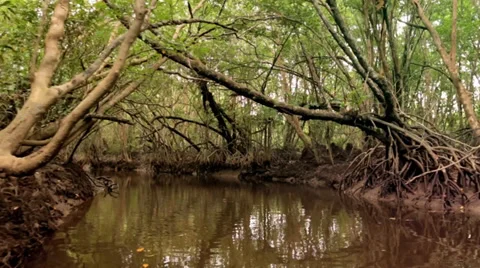 Mangrove River in the Jungle Stock Footage 36573842