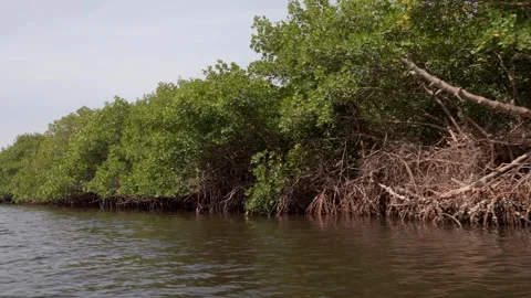 Mangrove in a River in Senegal Stock Footage 304435503