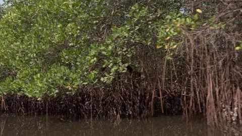 Mangrove in a River in Senegal Video stock 304435599