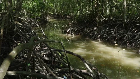 Mangrove river timelapse Stock Footage 131376663