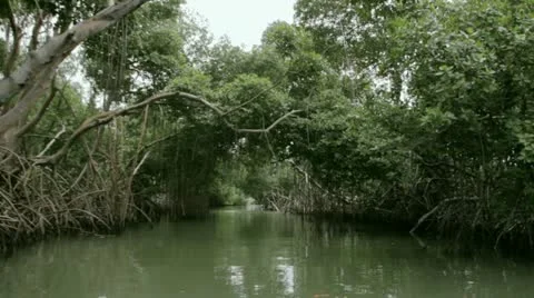 Mangrove river tour Stock Footage 12139638