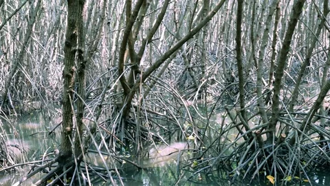 Mangrove root and tree with its reflection in water Stock Footage 132934858
