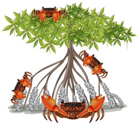 Mangrove Root Crab with Mangrove Tree in cartoon style on white background Stock Illustration
