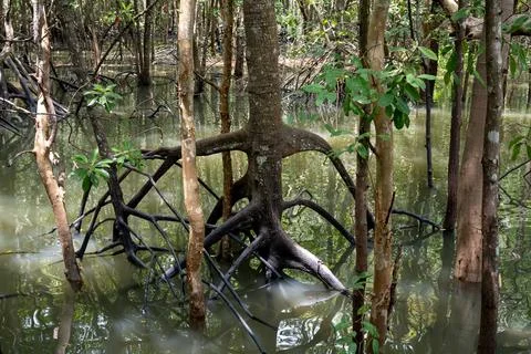 Mangrove Root Structure in Flooded Krabi Forest Stock Photos