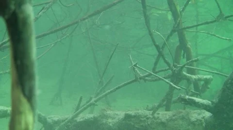 Mangrove Root System Video stock 7138405
