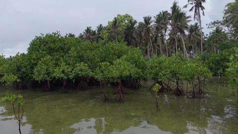 Mangrove Roots and Coconut Palms in Puerto Princesa Palawan Stock Footage 336302373