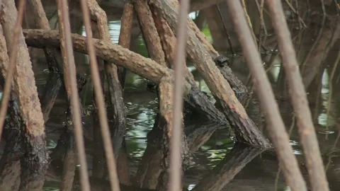 Mangrove Roots and Crabs in Shallow Water Stock-Footage 343334989