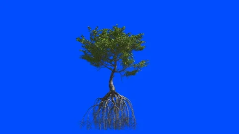 Mangrove with roots. Animation 3d. Blue screen alpha. Stock Footage 89360146