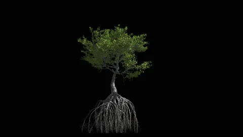 Mangrove with roots. Animation 3d. Blue screen alpha. Stock-Footage 89361615