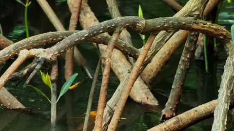 Mangrove roots with a crab moving through shallow water Stock Footage 343497666
