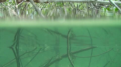 Mangrove Roots Stock Footage 7137596
