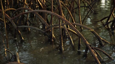 Mangrove roots Stock Footage 86009201