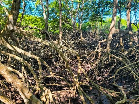 Mangrove roots on Java Island, Indonesia Stock Photos