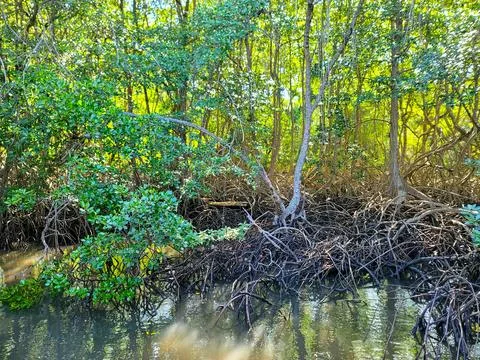 Mangrove roots on Java Island, Indonesia Stock Photos