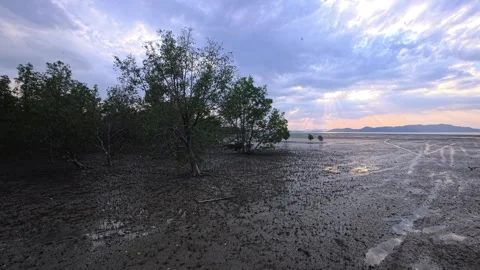 Mangrove roots at low tide with tidal flat, sun rays and rocky shoreline Stock Footage 332212608