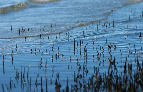 Mangrove roots Stock Photos