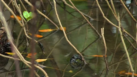 Mangrove Roots Surrounding a Shallow Tidal Pool Vidéo 343334954