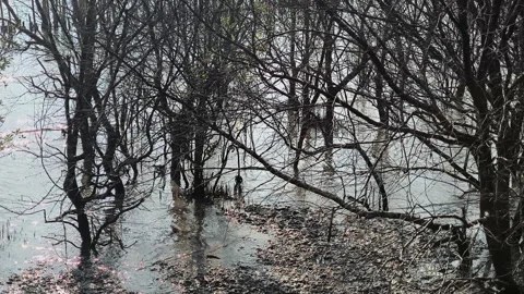 Mangrove roots. a tree or shrub that grows chiefly Stock Footage 295334749