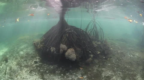 Mangrove Roots Underwater Stock Footage 63349626