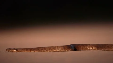 Mangrove Salt Marsh Snake Stock Footage 154135181