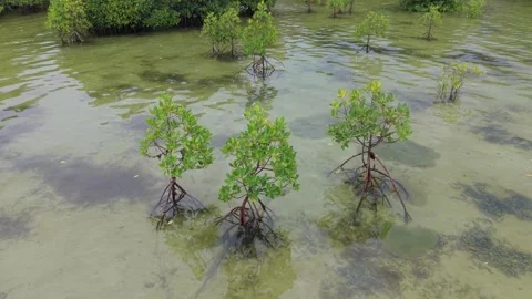 Mangrove Saplings With Branching Prop Roots in Puerto Princesa Stock Footage 336302439
