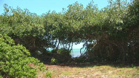 Mangrove with sea in background Stock Footage 90833